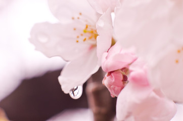 Cherry blossoms are wet in the rain.