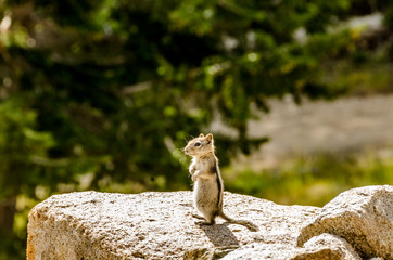 Golden-mantled Ground Squirrel on a Rock
