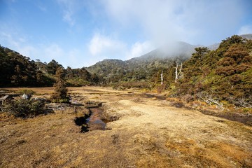 屋久島　花之江河