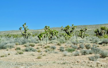 Green desert landscape with blue sky