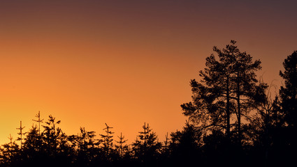 Sunset with pine trees. Silhouettes of pines on  sunset red sky background.