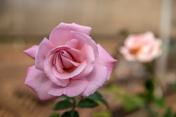 Beautiful pink rose in a garden