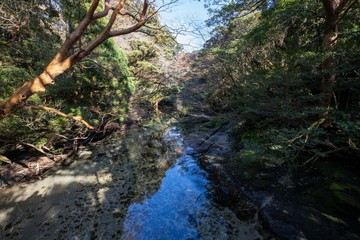 屋久島　淀川小屋付近