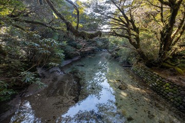 屋久島　淀川小屋付近