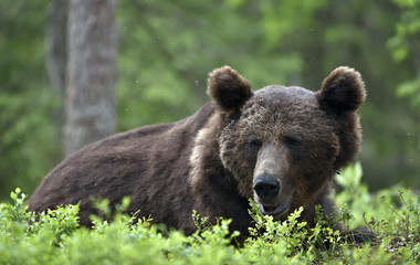 Adult Brown bear in the pine forest. Big brown bear male. Close up portrait. Scientific name: Ursus arctos. Natural habitat.