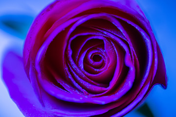 Obraz na płótnie Canvas Rose Flower Macro Shoot in Blue Magenta Tones