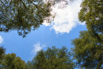 森の中からの青い空