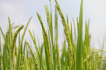 Rice fields are blooming in Thailand.