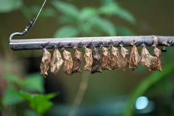 cocoons of butterflies hanging on nature 