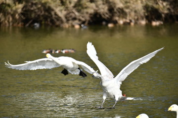 白鳥の飛来地