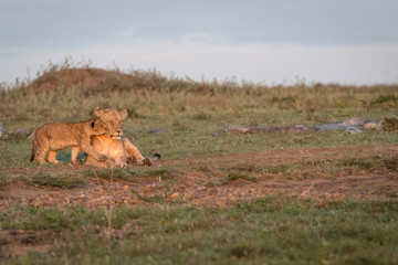 A tiny lion cub walks up to its mother and nuzzles her cheek showing affection.