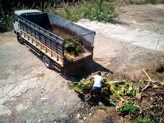  farmer working in farm