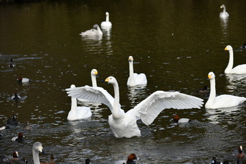 白鳥の飛来地