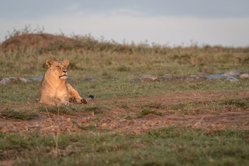 A lioness sits in the early morning light.  Image taken in the Masai Mara, Kenya.