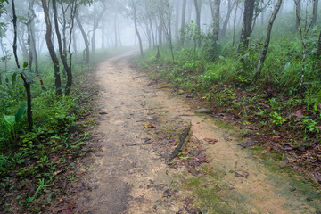 path in fog the forest