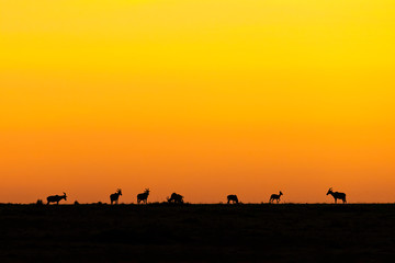 Fototapeta na wymiar Silhouette of a herd of Topi standing on the ridge line at sunrise. Image taken in the Masai Mara, Kenya.