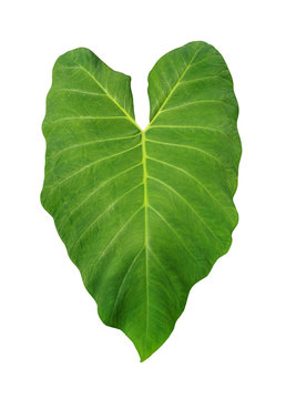 Single Fresh green leaf of Elephant ear plant isolated on white background without shadow