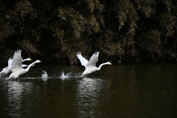 白鳥の飛来地