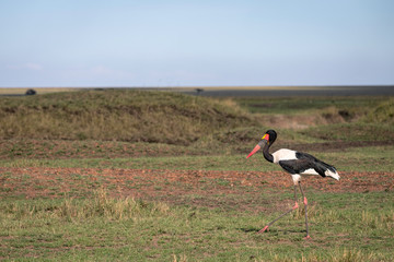 A Saddle-Billed Stork walking through the open grassland.  Image taken in the Masai Mara, Kenya.