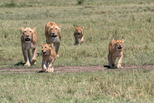 Female lions (lioness) walking with their cubs.  Image taken in the Masai Mara, Kenya.