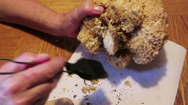 Cleaning fresh cauliflower fungus (Sparassis crispa). prepare mushroom for meal.