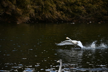 白鳥の飛来地