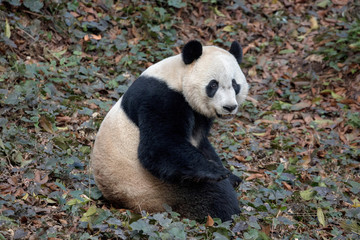 Fototapeta premium Panda Bear Sitting in the Forest of Bifengxia Panda Reserve in Ya'an Sichuan Province, China. Fluffy Panda 
