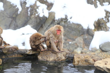 Snow monkeys from Jigokudani Monkey Park in Nagano, Japan