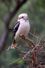 Kookaburra in Australia