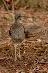 Lyrebird Looking for a Mate