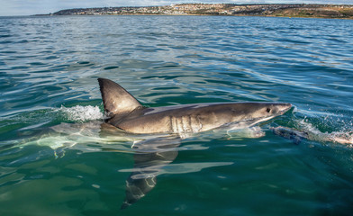 Fototapeta premium Great white shark with open mouth. Attacking Great White Shark in the water of the ocean. Great White Shark, scientific name: Carcharodon carcharias. South Africa.