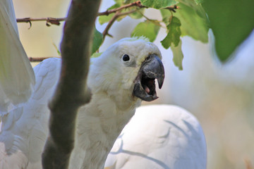 Wild Sulphur-Crested Cockatoo