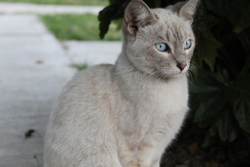 cat with blue eyes