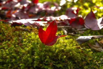 red leaf on moss 