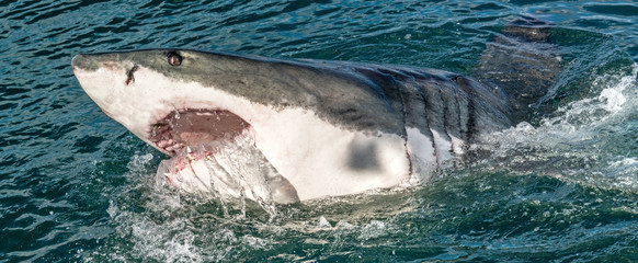 Great white shark with open mouth. Attacking Great White Shark  in the water of the ocean. Great...