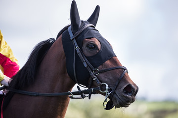 Obraz premium Close up portrait of a race horse on the track