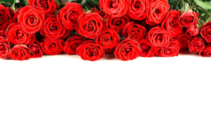 Fresh red garden roses isolated on white background. Valentine's day composition with red roses flowers. Greeting card template. Copy Space. Mother's day card. Spring flowers on white background