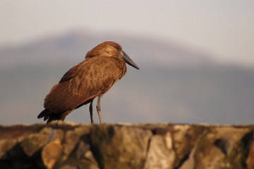 bird on the beach