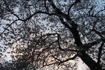 Fototapeta na wymiar Cherry Blossom Sunrise