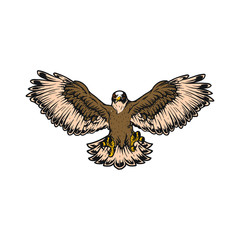 Fototapeta premium falcon, eagle flaying animal vector