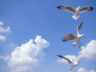 seagull in flight
