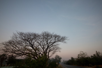 tree aged silhouette and sky background