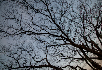 tree aged silhouette and sky background