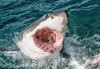 Great white shark with open mouth. Attacking Great White Shark  in the water of the ocean. Great White Shark, scientific name: Carcharodon carcharias. South Africa. - 314187166