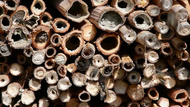 wild solitary bees flying in front of insect hotel looking for female bees. Osmia Bicornis and Osmia caerulescens