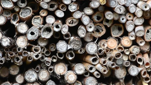 Osmia Bicornis and Osmia caerulescens flying in front of insect hotel looking for female bees. wild solitary bees.