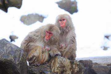 Snow monkeys from Jigokudani Monkey Park in Nagano, Japan