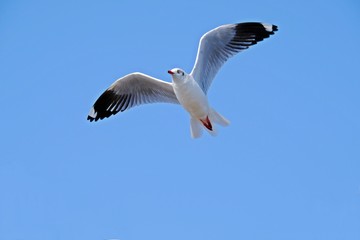 A seagull fully spread its wings on blue sky.