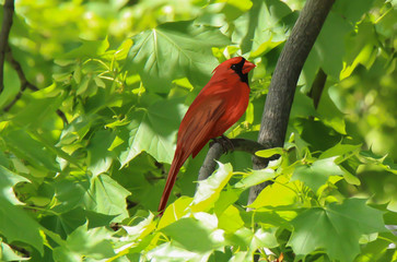 Illustration of Male Northern Cardinal in Lush green Maple Tree