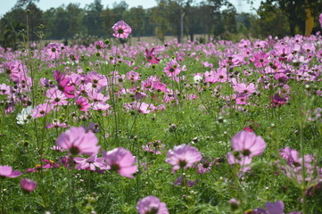Pink flowers are bright and sunlight shining in nature.